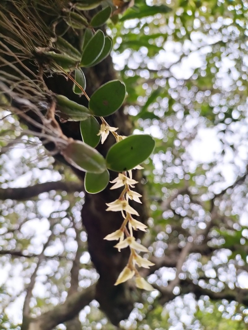 Bulbophyllum nutans photo 4
