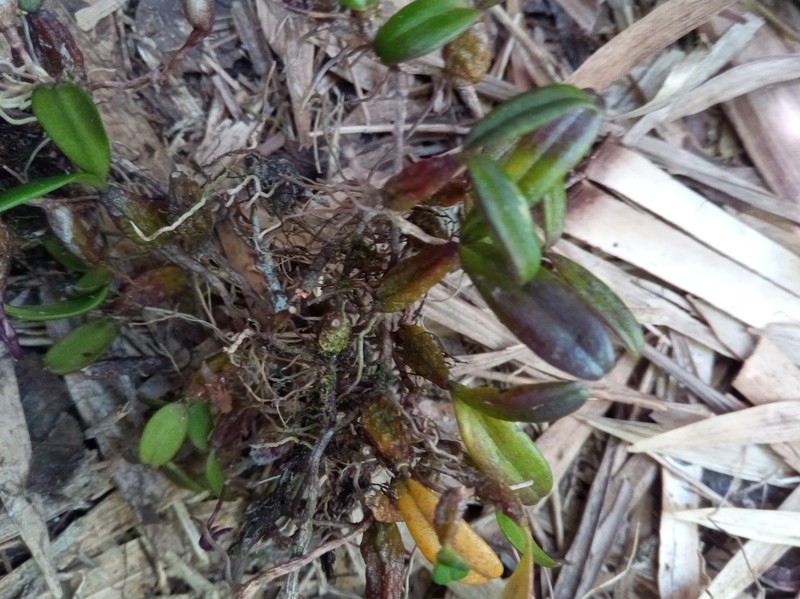 Bulbophyllum nutans photo 5