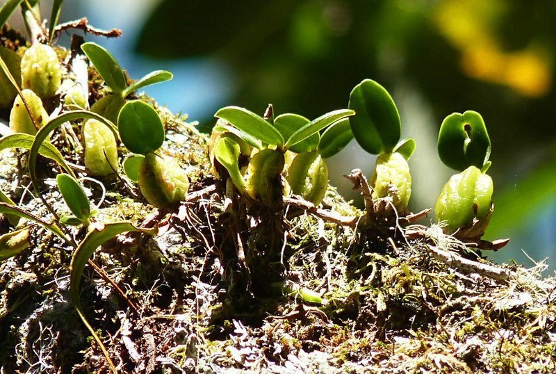Bulbophyllum nutans photo 6