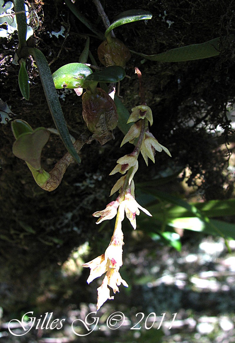 Bulbophyllum nutans photo 7