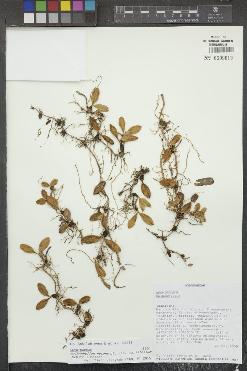 Bulbophyllum nutans var. variifolium