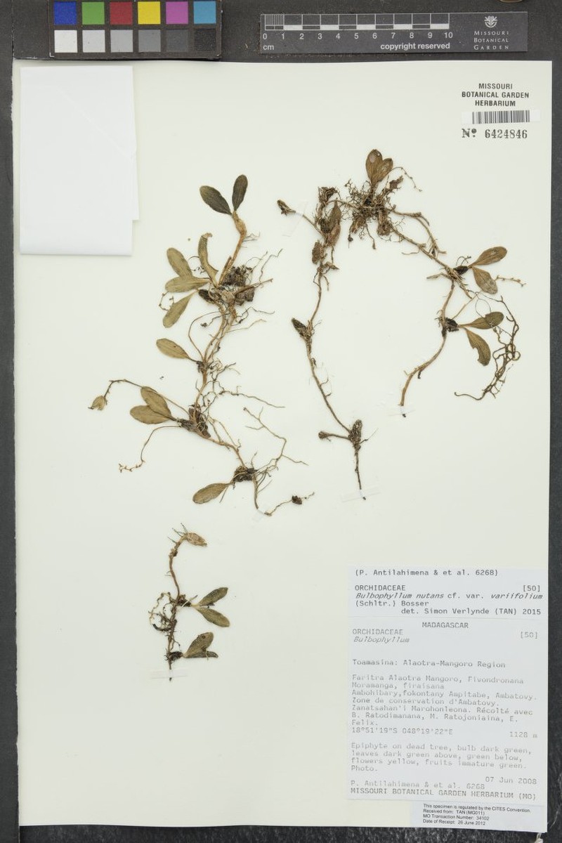 Bulbophyllum nutans var. variifolium photo 2