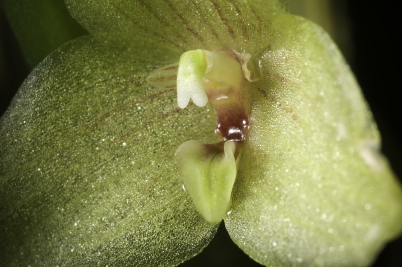 Bulbophyllum oblongum