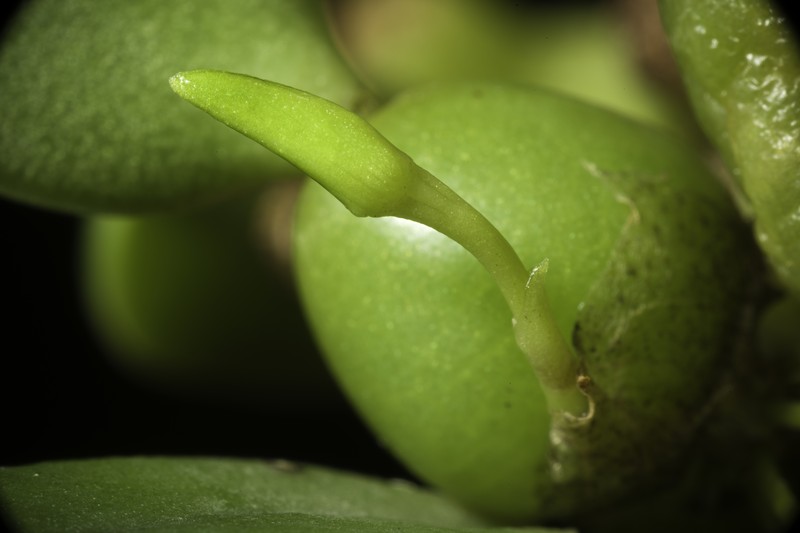 Bulbophyllum oblongum photo 2