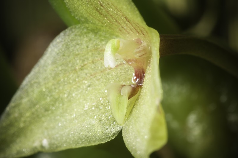 Bulbophyllum oblongum photo 3