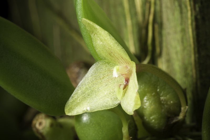 Bulbophyllum oblongum photo 4