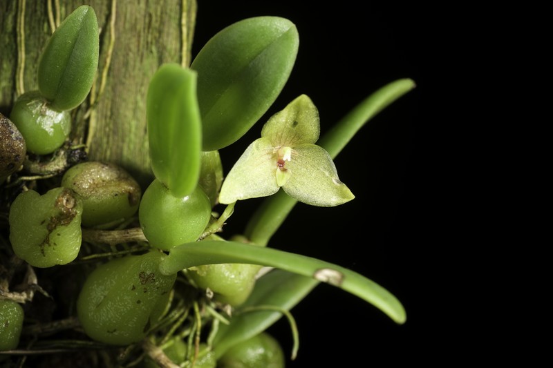 Bulbophyllum oblongum photo 5