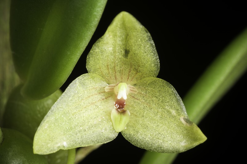 Bulbophyllum oblongum photo 6