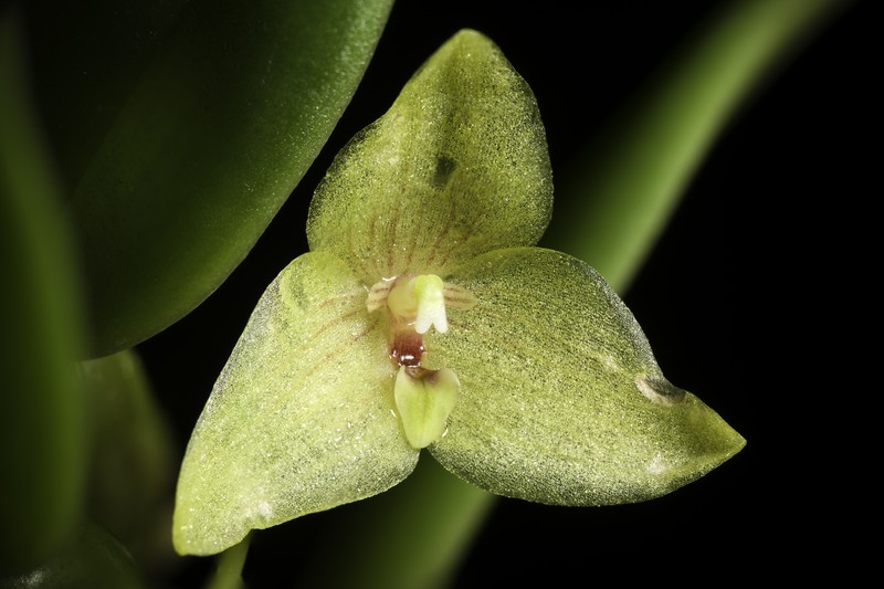 Bulbophyllum oblongum photo 7