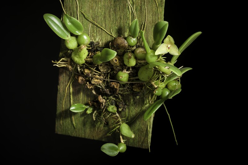 Bulbophyllum oblongum photo 8