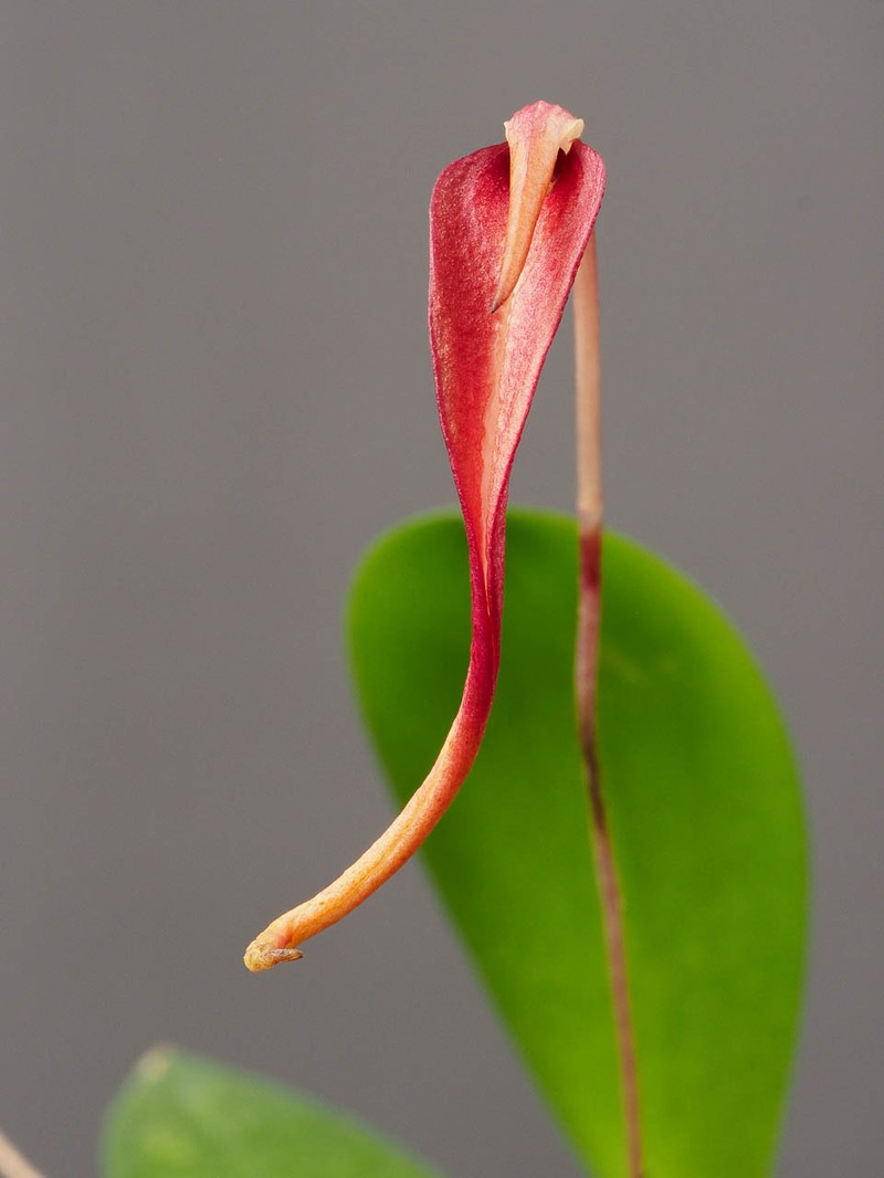 Bulbophyllum obovatifolium