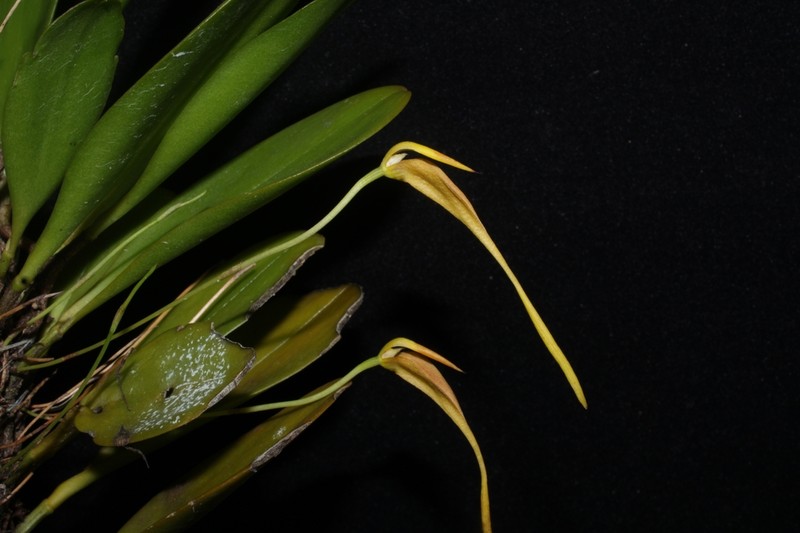 Bulbophyllum obovatifolium photo 2