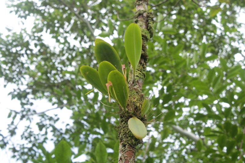Bulbophyllum obovatifolium photo 4