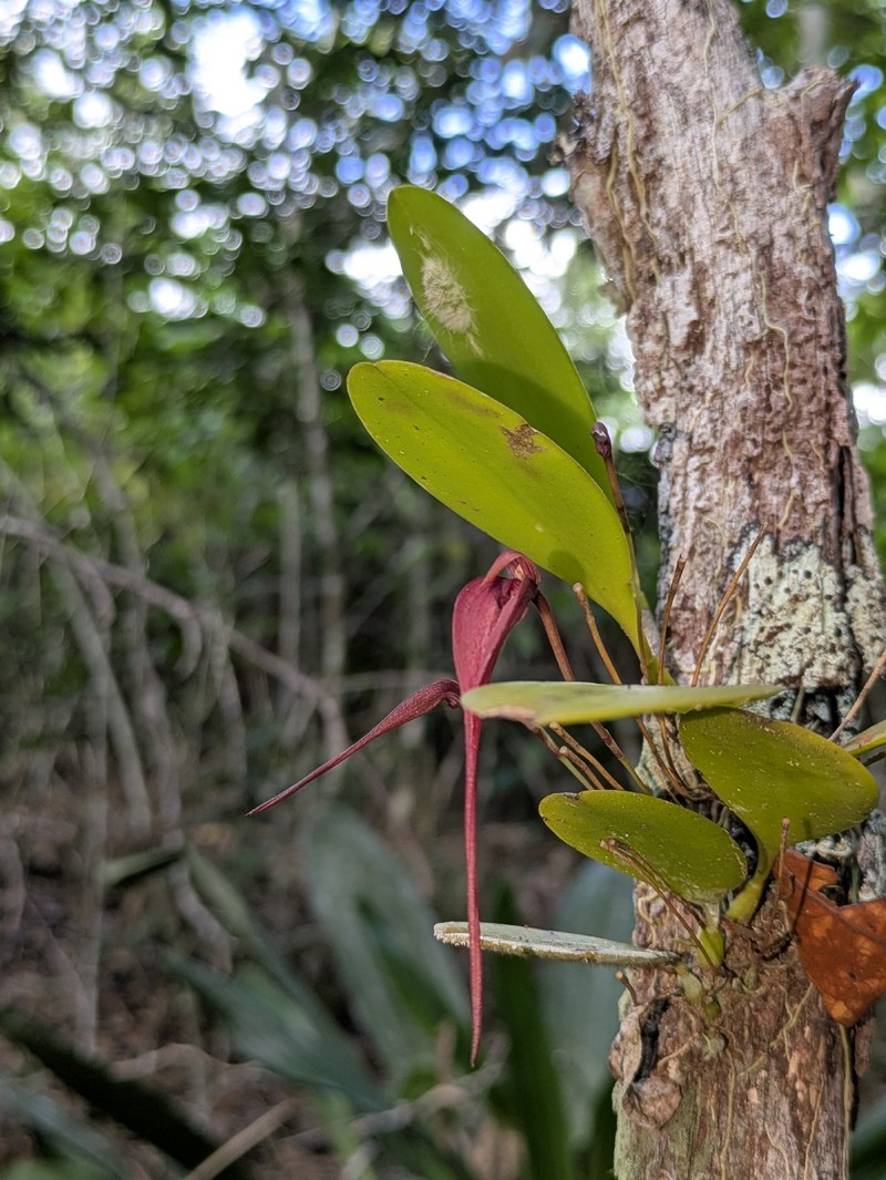 Bulbophyllum obovatifolium photo 5