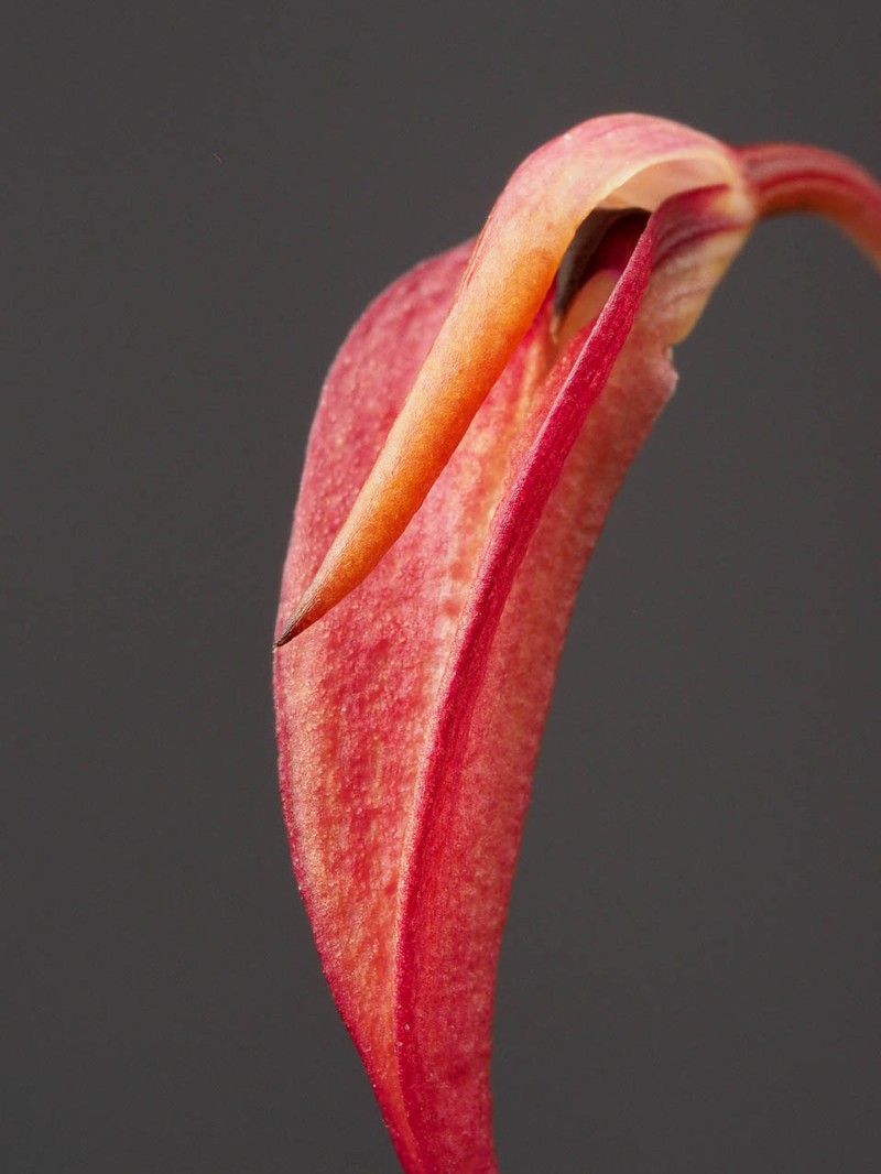 Bulbophyllum obovatifolium photo 6
