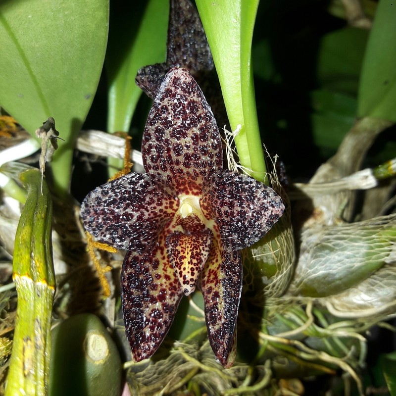 Bulbophyllum obrienianum photo 2