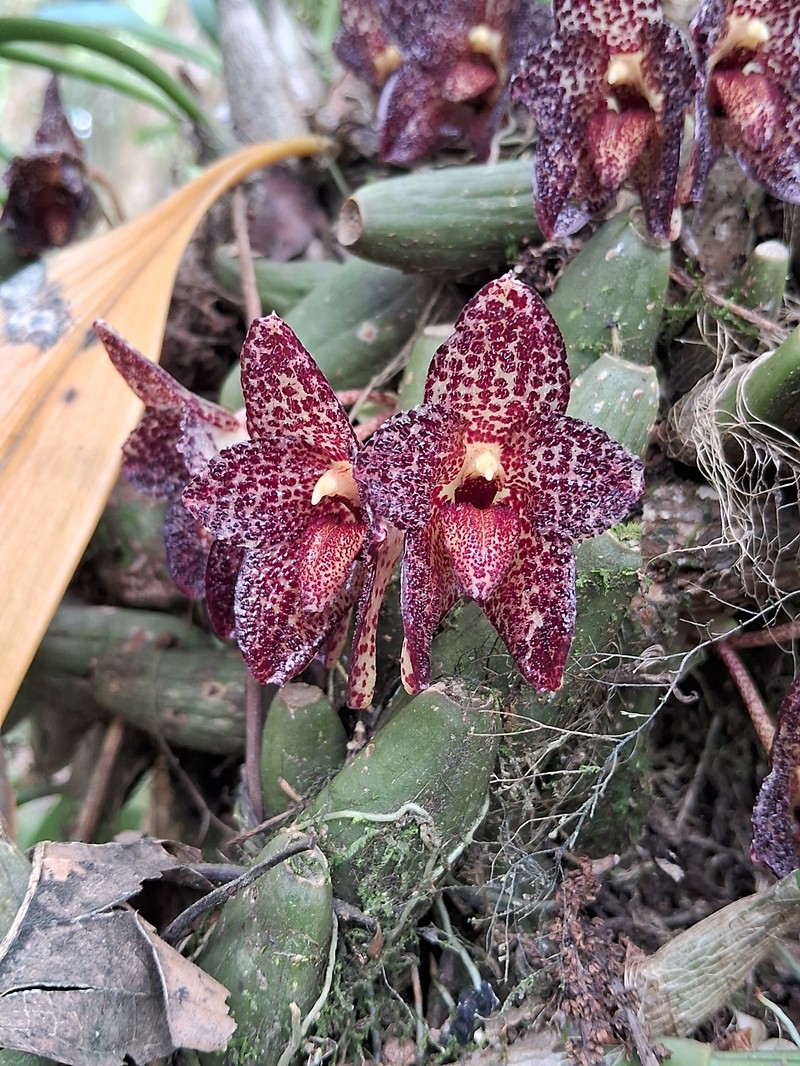 Bulbophyllum obrienianum photo 3