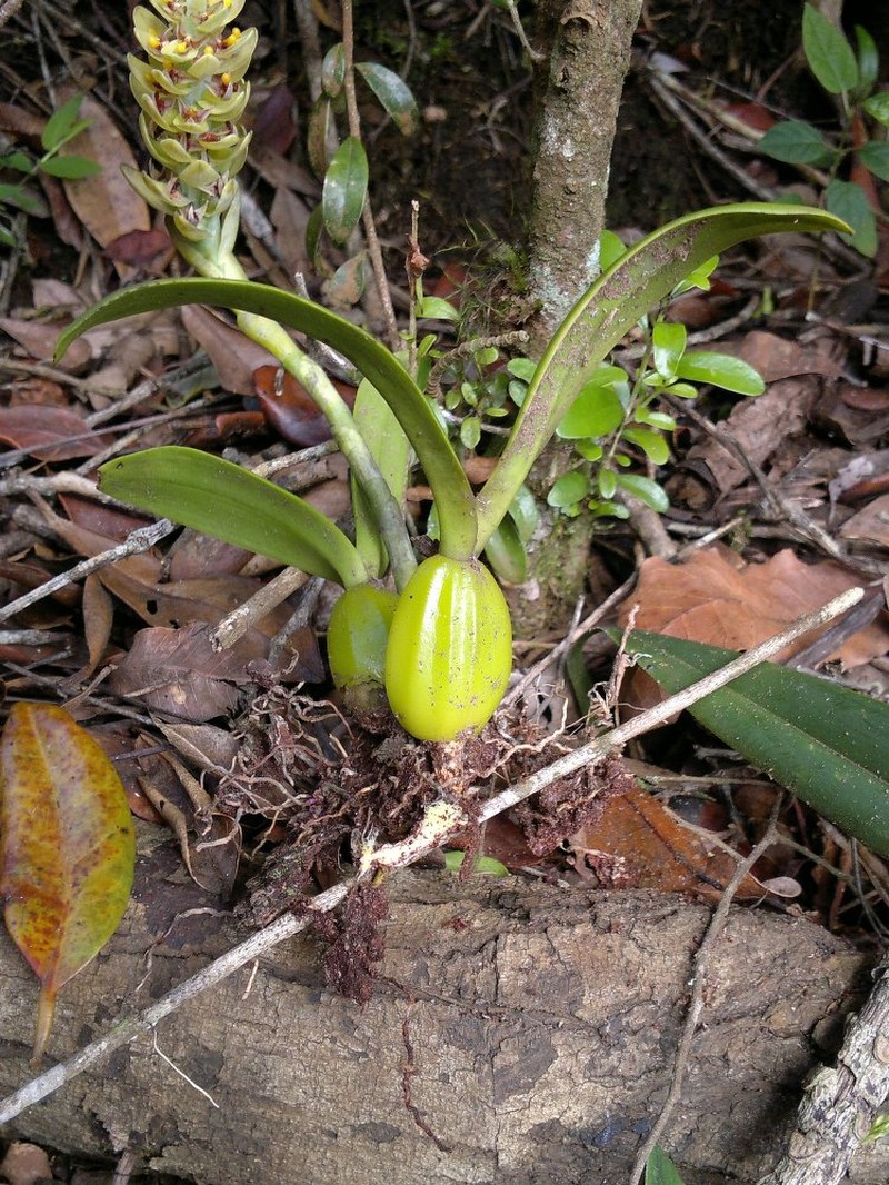 Bulbophyllum obtusatum