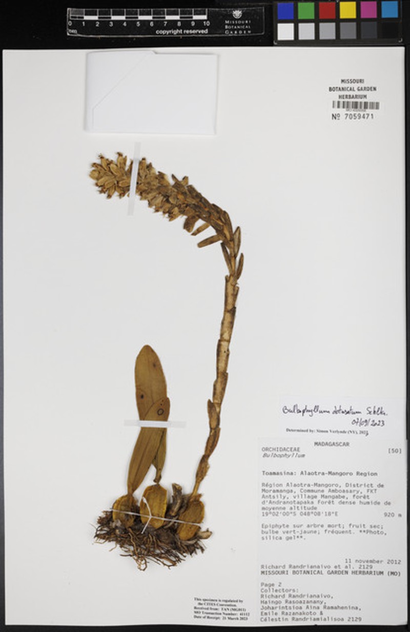 Bulbophyllum obtusatum photo 2