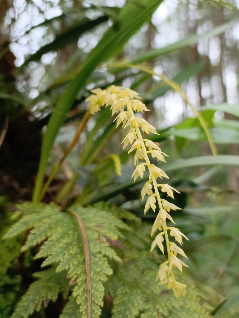 Bulbophyllum obtusipetalum