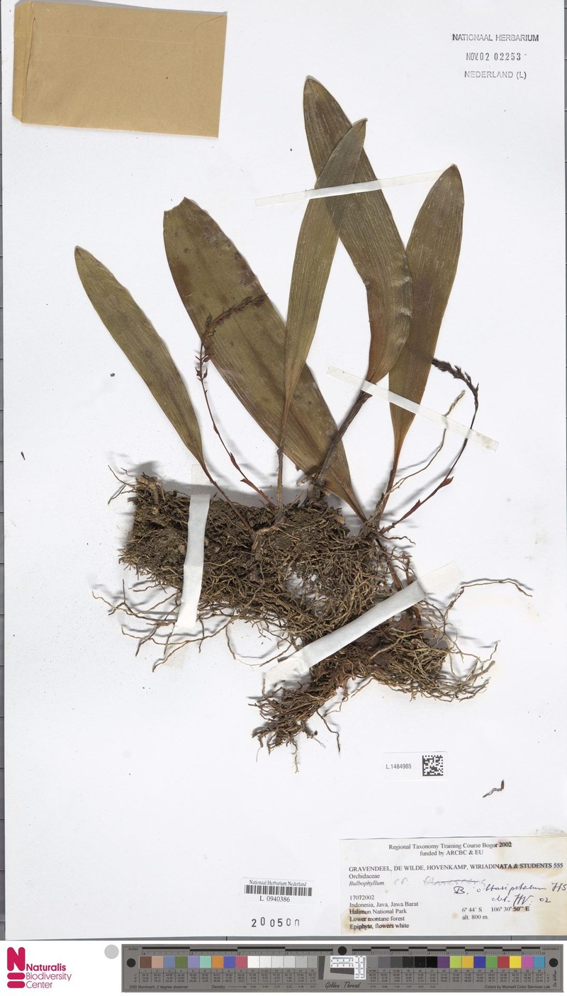 Bulbophyllum obtusipetalum photo 2