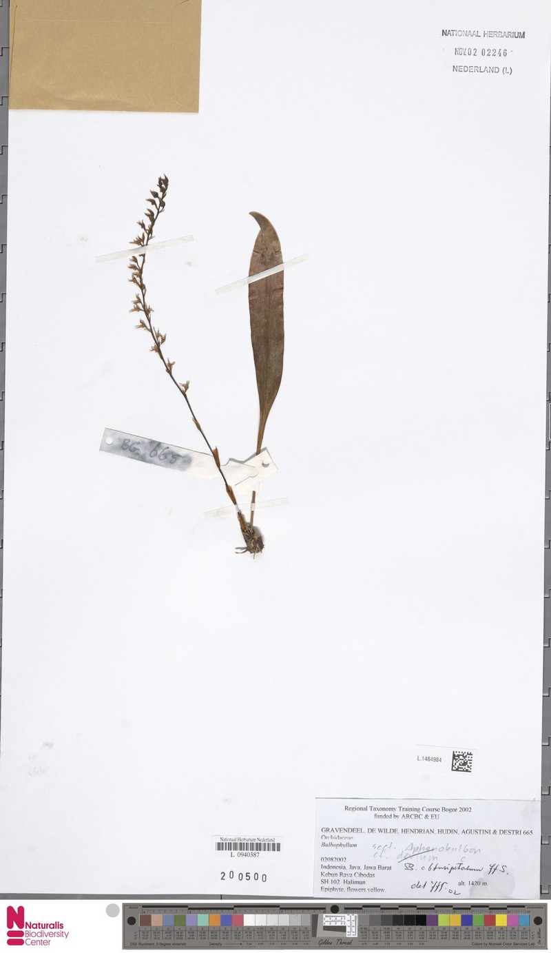 Bulbophyllum obtusipetalum photo 3