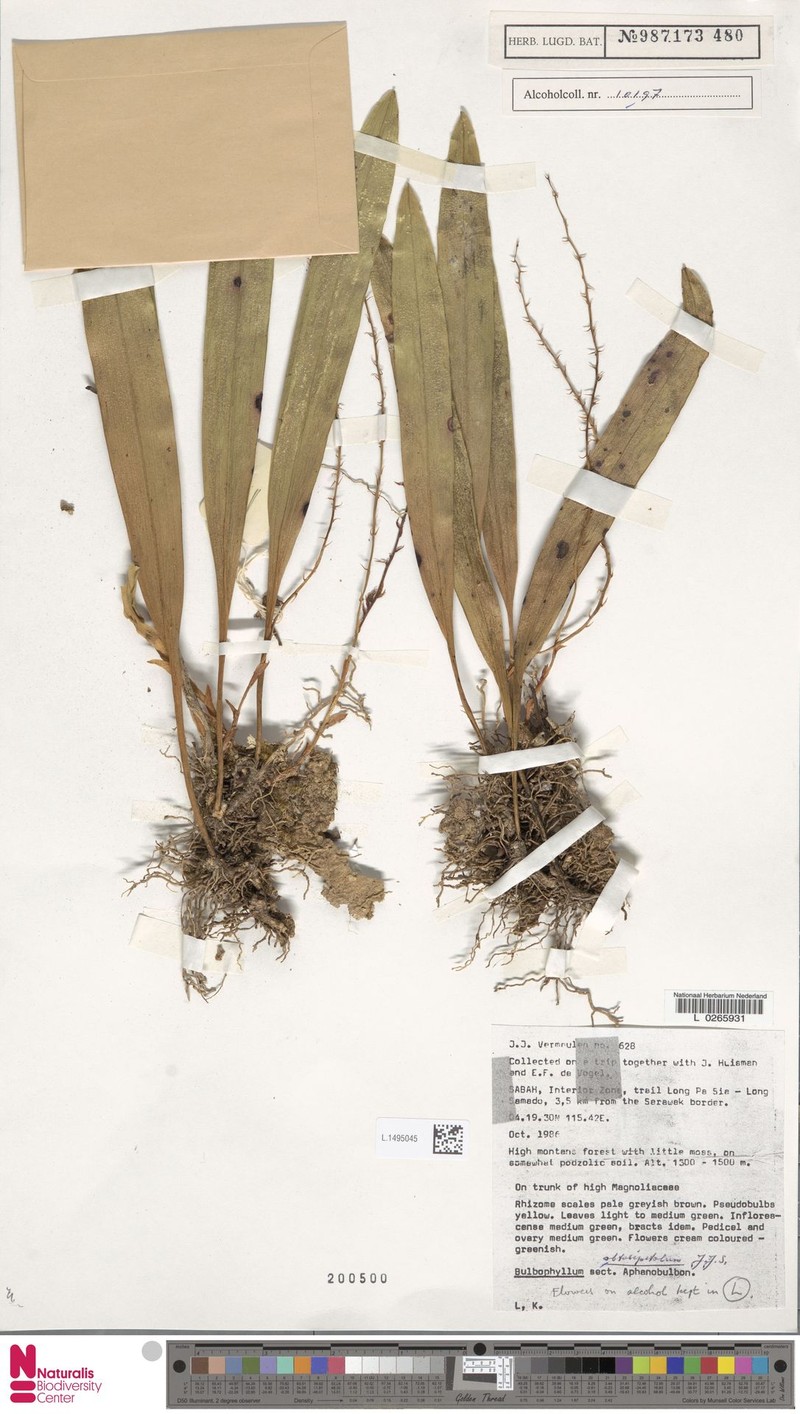 Bulbophyllum obtusipetalum photo 4