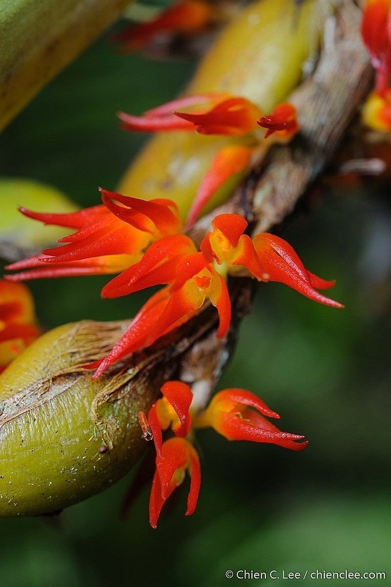 Bulbophyllum obtusum