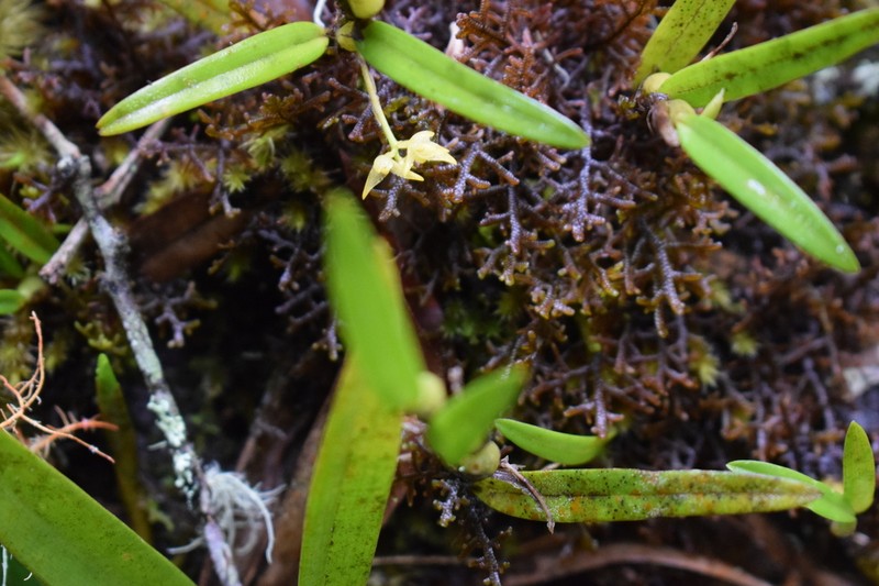 Bulbophyllum obtusum photo 2