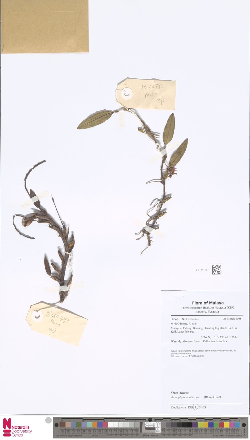 Bulbophyllum obtusum photo 3