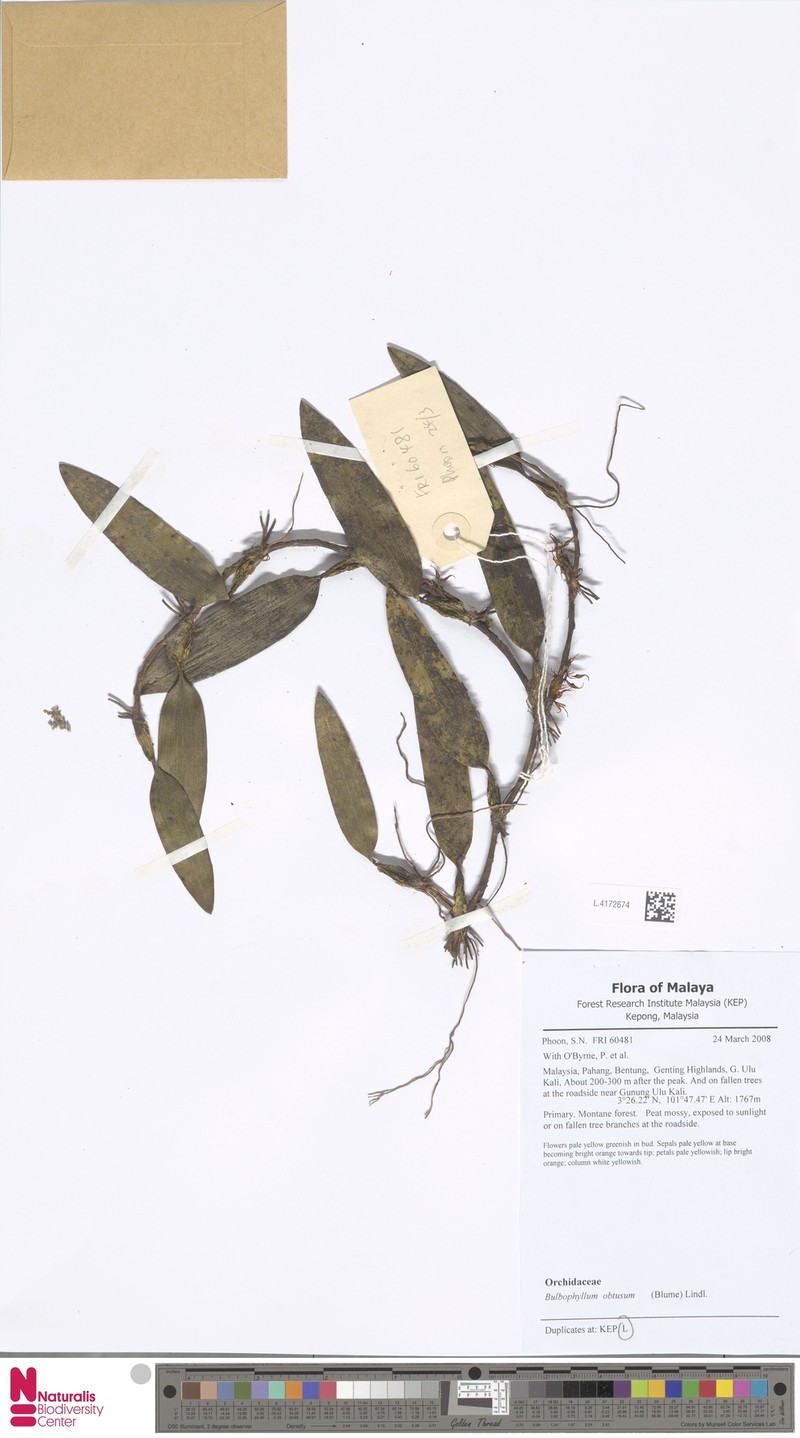 Bulbophyllum obtusum photo 4