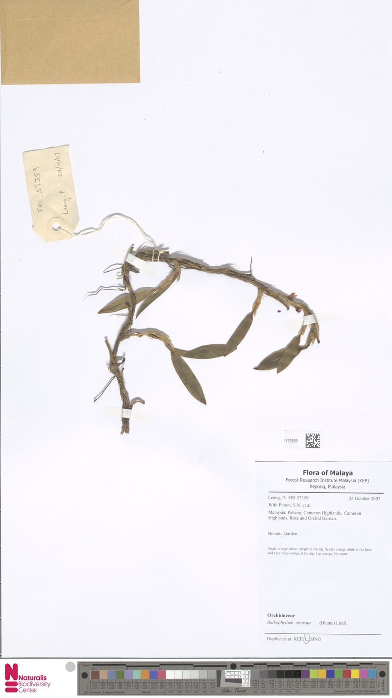 Bulbophyllum obtusum photo 5