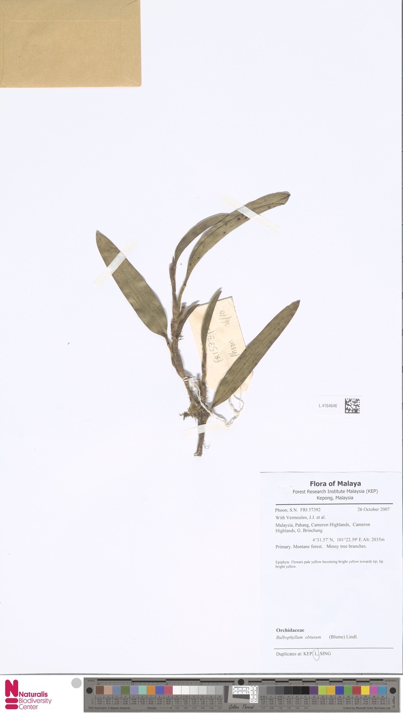 Bulbophyllum obtusum photo 6