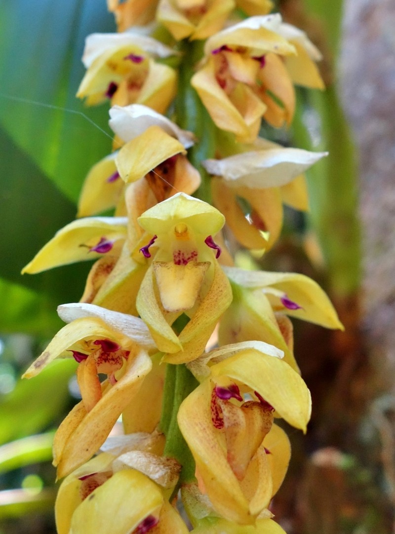 Bulbophyllum occlusum