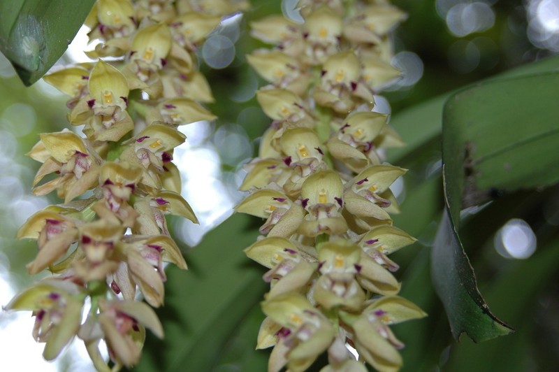 Bulbophyllum occlusum photo 2