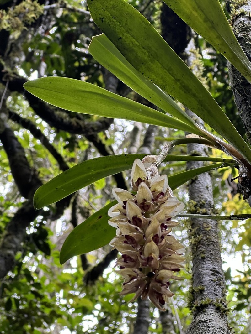 Bulbophyllum occlusum photo 3