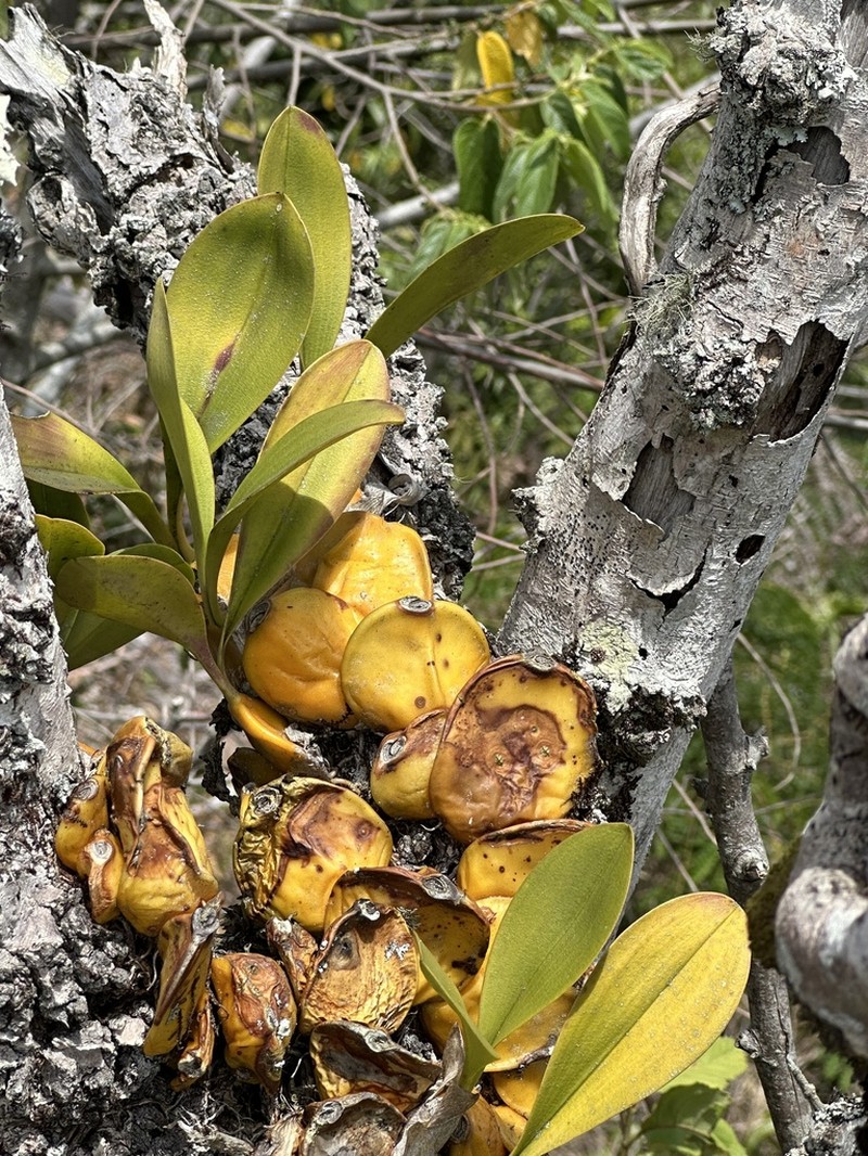 Bulbophyllum occlusum photo 4
