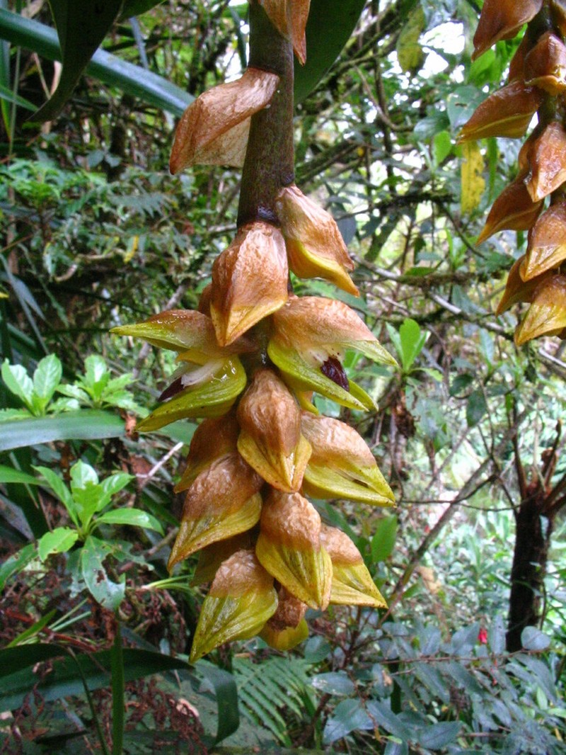 Bulbophyllum occlusum photo 5