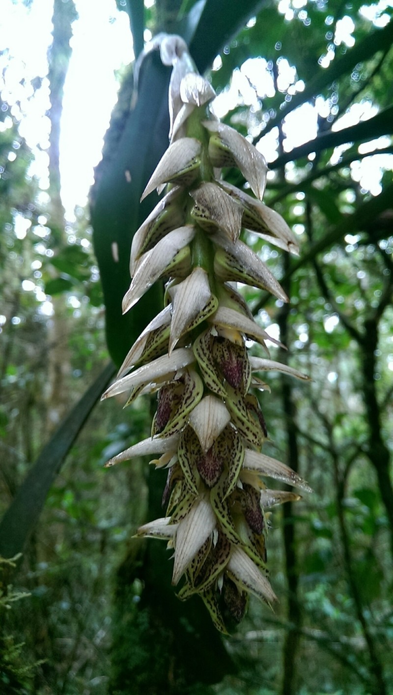 Bulbophyllum occlusum photo 6