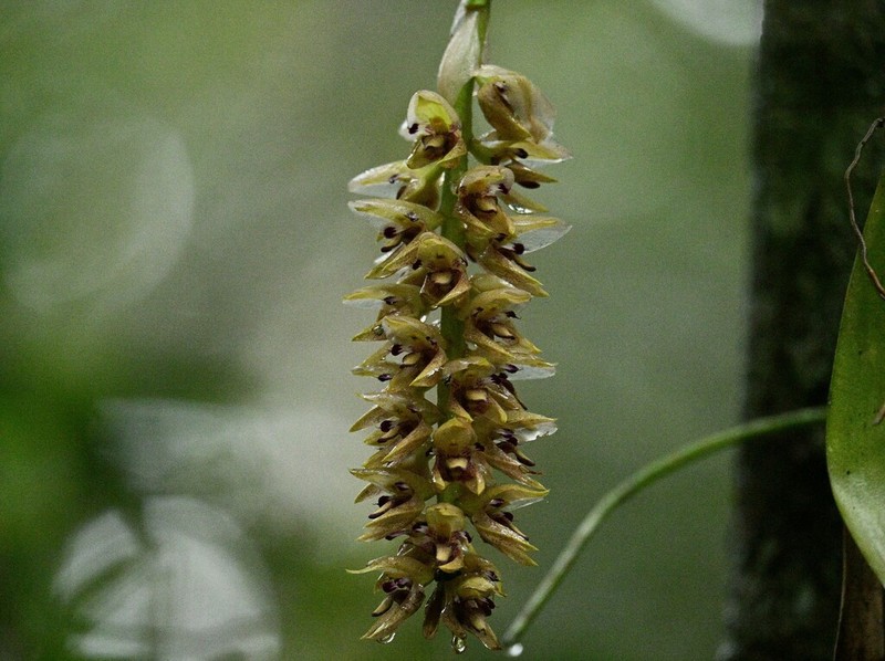 Bulbophyllum occlusum photo 7