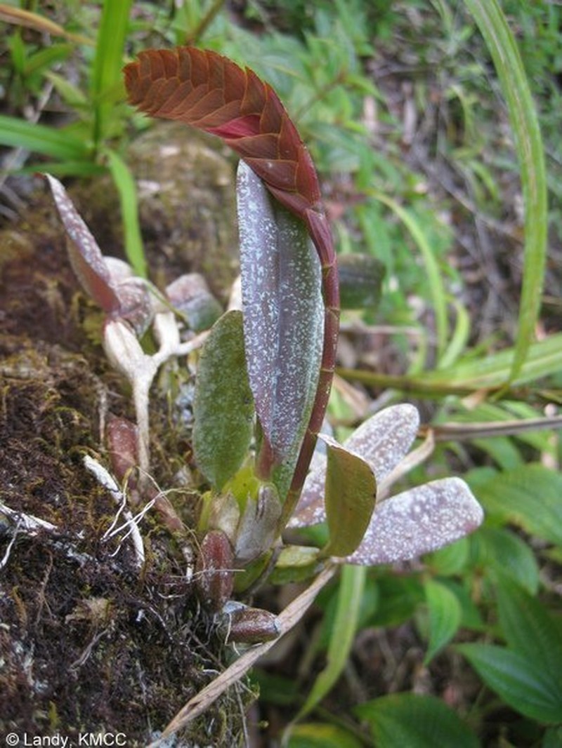 Bulbophyllum occultum photo 2