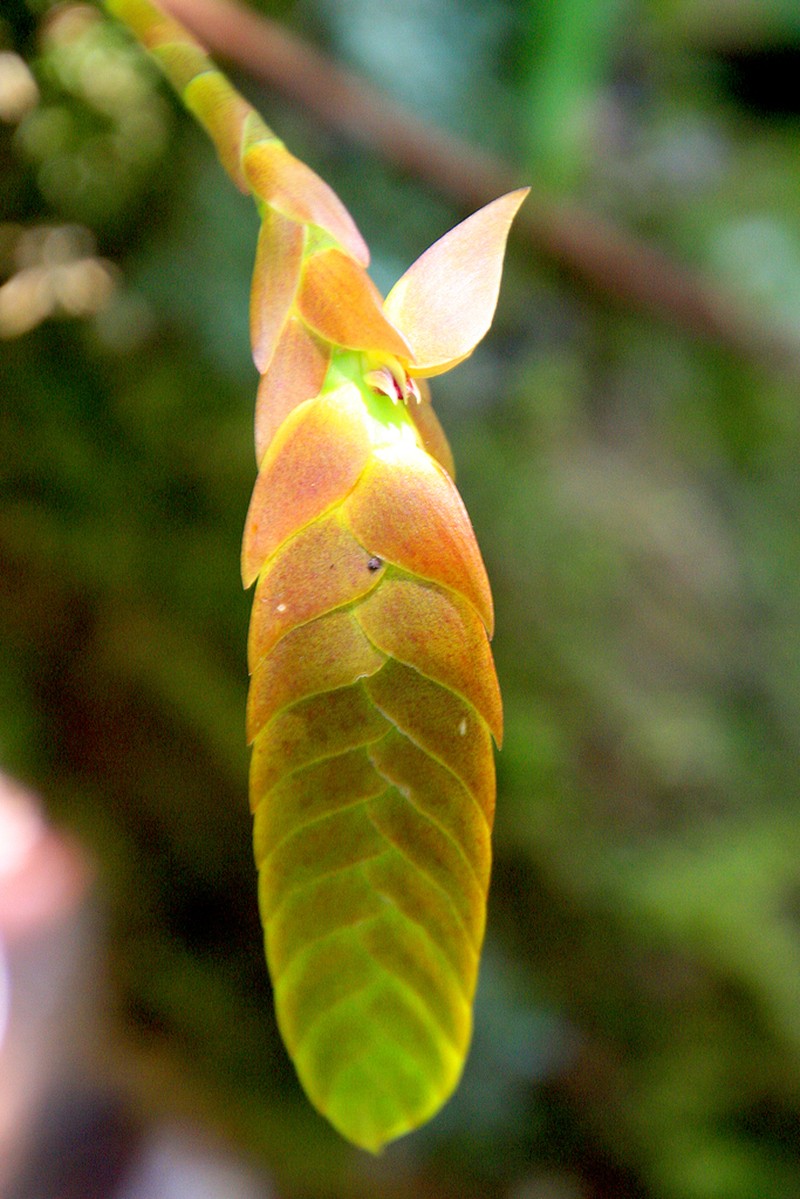 Bulbophyllum occultum photo 3