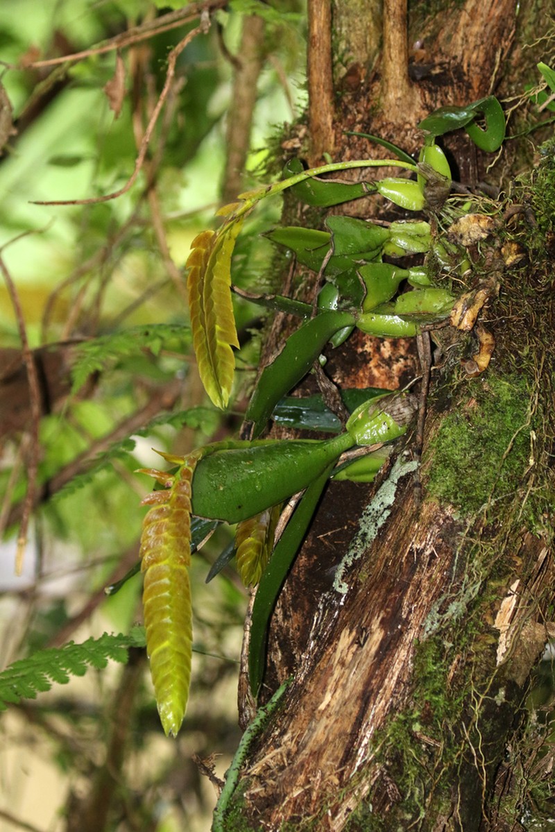 Bulbophyllum occultum photo 4