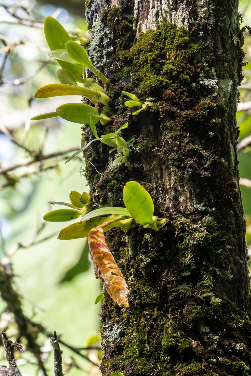 Bulbophyllum occultum photo 5