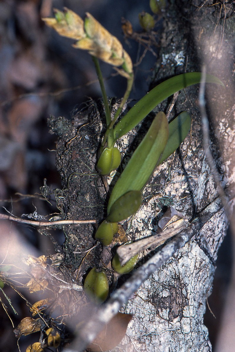 Bulbophyllum occultum photo 6