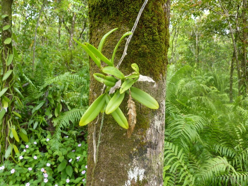 Bulbophyllum occultum photo 7