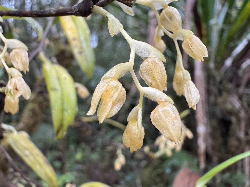 Bulbophyllum ochroleucum