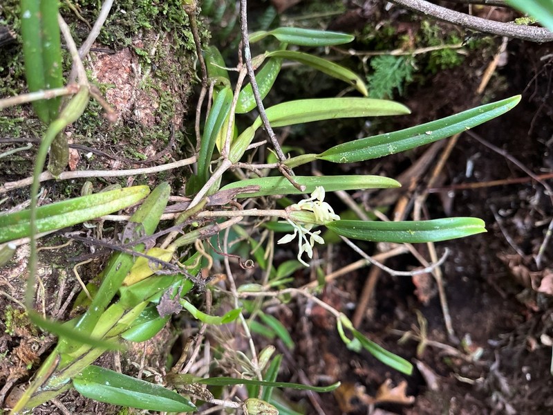 Bulbophyllum ochroleucum photo 2