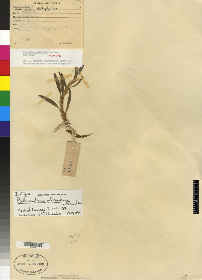 Bulbophyllum ochthochilum photo 2