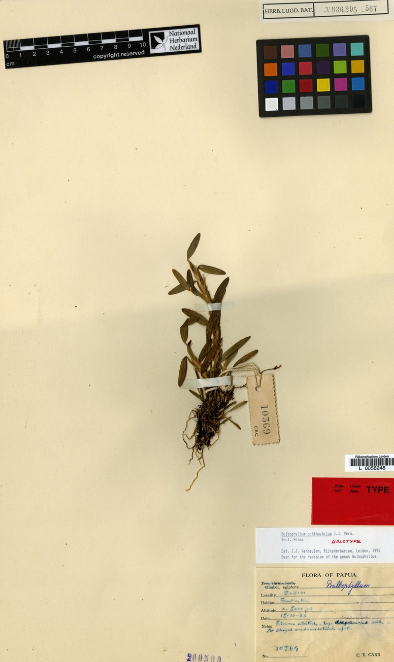 Bulbophyllum ochthochilum photo 3